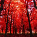 Why Replacing Your Roof in the Fall is Smart