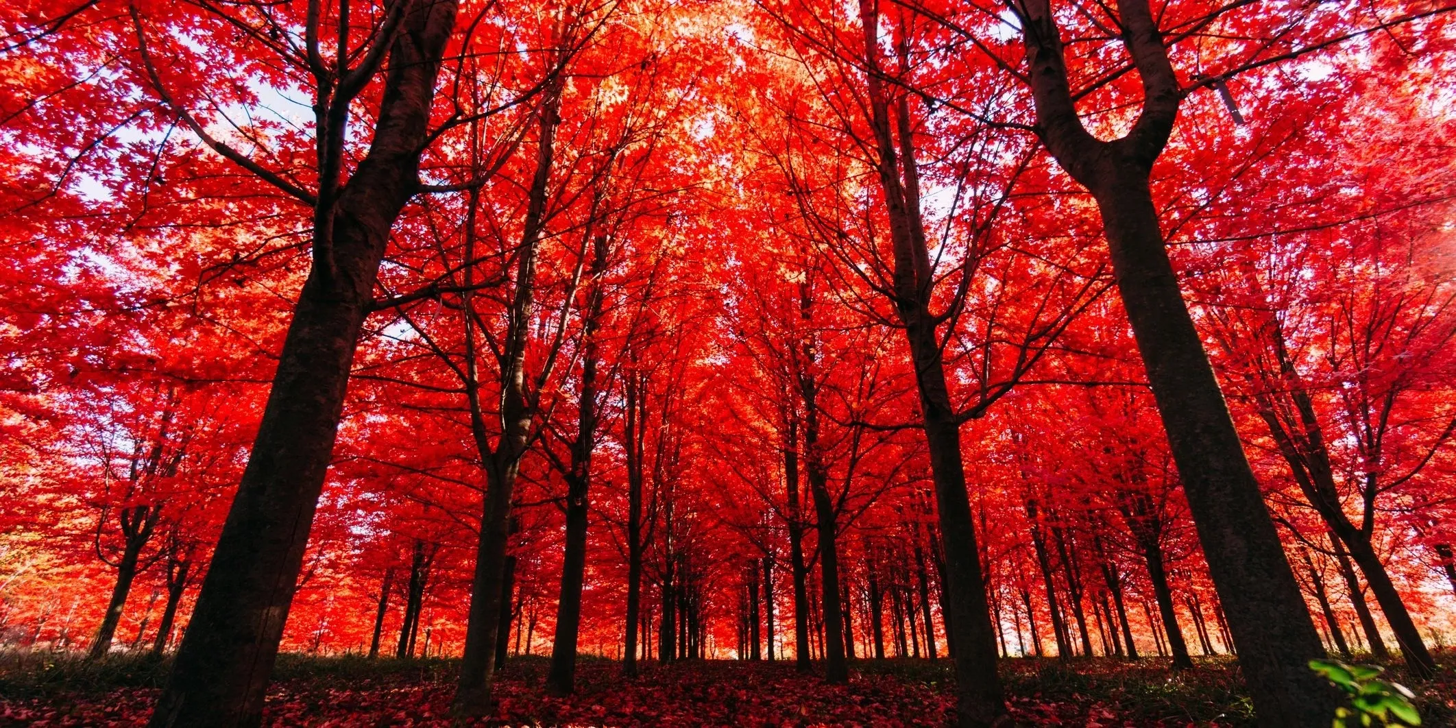 Why Replacing Your Roof in the Fall is Smart