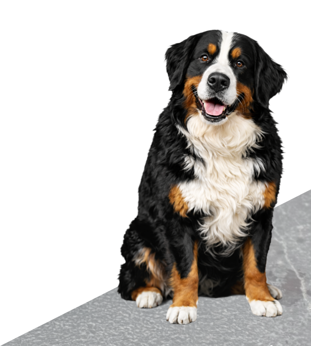 Bernese mountain dog illustration